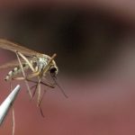 Deadly Mosquito Virus